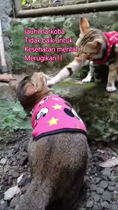 ALARM...JAUHI NARKOBA‼️ || KUCING LUCU #kucinglucu #imut #cat #funny #trend #alarm