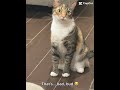 Terry#funny#cat