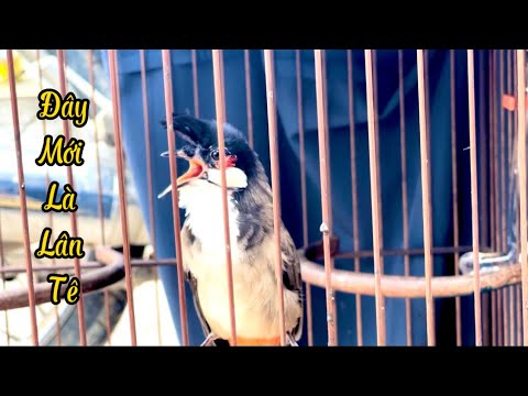 Video ĐÂY MỚI CHUẨN LÀ LÂN TÊ MẶT QUỶ - CHÚ CHIM ĐẸP NHẤT... - youtube