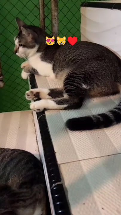 kucing kota #cat #kucinganggoralucudanimut #kucinglucu #kucingbelangtiga #shortsviral