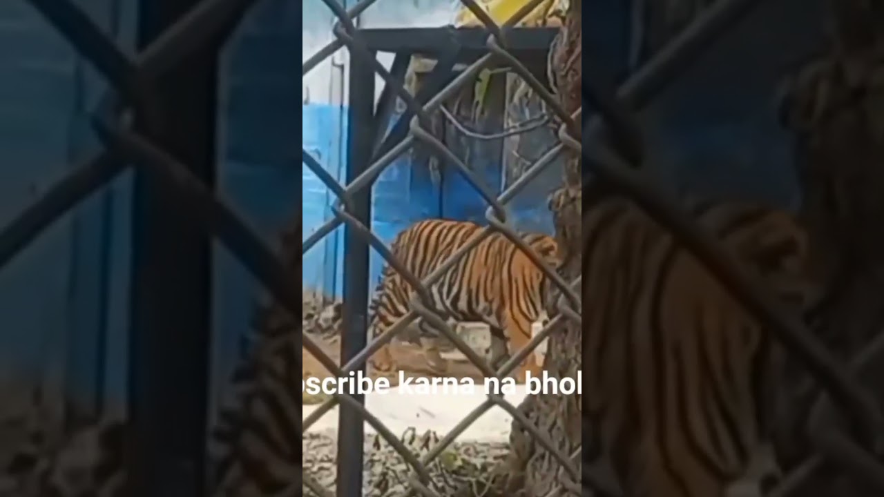 Ayub Park Zoo || harram world ||Tigers Of Zoo ||