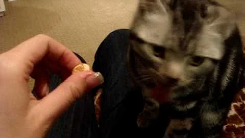 Watch the video about Chocoholic american shorthair kitty - eating maltesers2