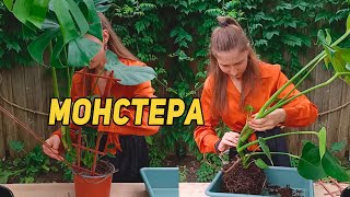 Монстера. Пересадка та догляд