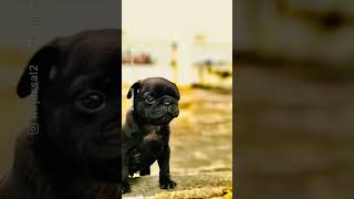 #Rio #PugLife #Photoshoot #Jump #Pug #Dog #Fun