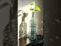 DIY AESTHETIC INDOOR PLANTS ☘️ 🏠#shorts #aestheic #pinterest #creativity #fyp