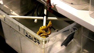 Neonate Green Tree Python Feeding