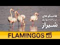 Mahrloo lake flamingos