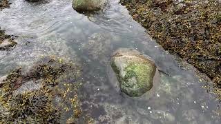 Exploring Half Moon Bay Tidal Pool