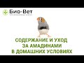 Амадины - Содержание и Уход в Домашних Условиях // Сеть Ветклиник БИО-ВЕТ