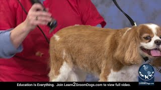 Free Preview: How to Do an East Maintenance Trim on a Pet Cavalier Spaniel -  Smoothing by Learn2GroomDogs.com 151 views 6 months ago 2 minutes, 6 seconds