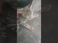 #cat #suncats #funnyanimals #funny #prettyfunny #funnypets #catvideos #comedy #cuteanimal #cute
