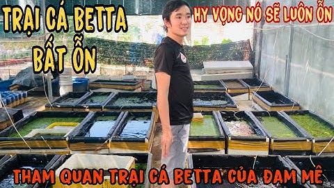 Thái Salem thăm trại Cá Betta Bất Ỗn-Hy vọng rồi sẽ ỗn