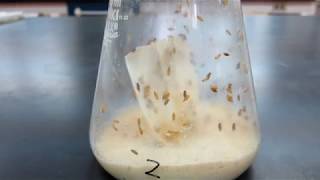 成長曲線　高校生物実験