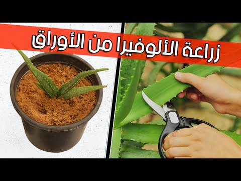 فيديو: ما مدى سهولة زرع الصبار؟