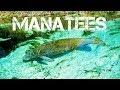 MANATEES and KAYAKING Down The Weeki Wachee River in 4K