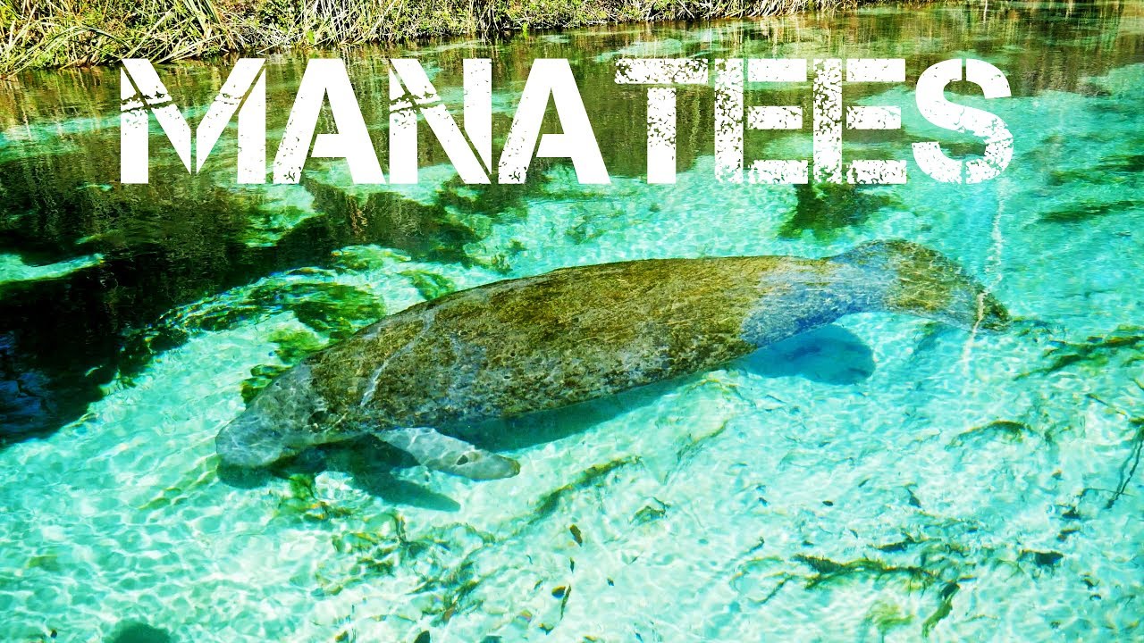 Manatees And Kayaking Down The Weeki Wachee River In 4K