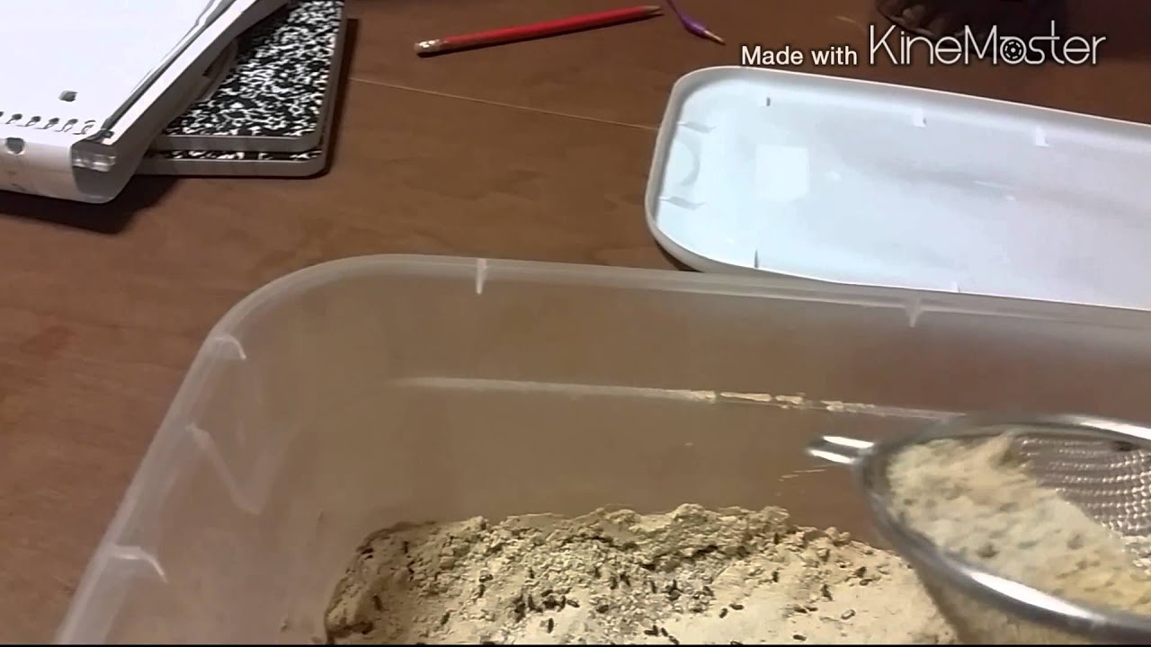 Flour Rice Beetle Culture YouTube