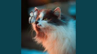 Harmonic Cat Concerto