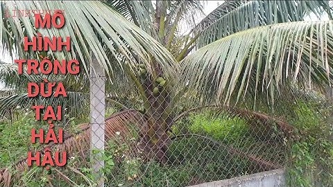 Dừa trồng được ngoài miền Bắc không? Mô hình trồng Dừa tại Hải Hậu -Nam Định .