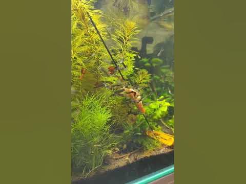 Гуппи Эндлера #гуппи #аквариум #рыбки #ставрополь #кормление #fish ...