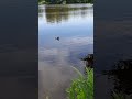 Озеро Разлив. Сестрорецк. 20 июня 2024 г.