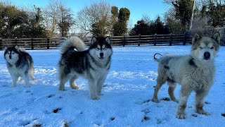 Phil Will Never Be Forgotten! He Loved The Snow So Much!!