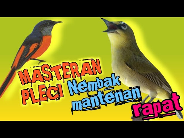 MASTERAN PLECI nembak MANTENAN suara rapat| suara burung. class=