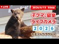 6月13日 子グマの寝室ライブカメラ のぼりべつクマ牧場