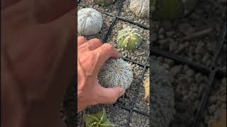 Wer braucht ein Quietscheentchen  - Astrophytum drücken