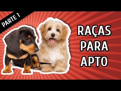 Vídeo: Não caia nesses 5 pequenos mitos de raças de cães