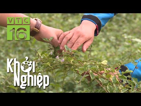 Video Cà gai leo: Từ cây dại trở thành 