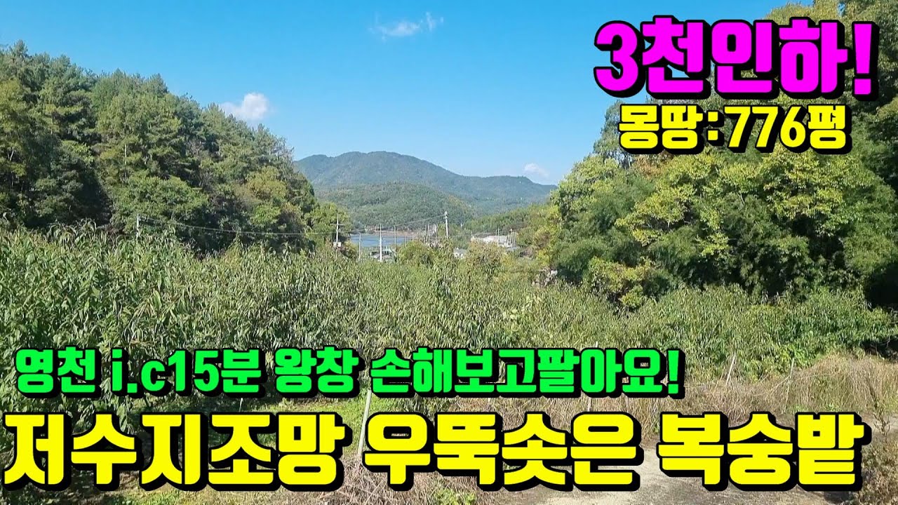 [No.207]3천내리고~손해보고떠납니다.영천 i.c15분 산세좋은 저수지뷰~우뚝솟은 언덕위 영천복숭아밭매매(776py)/영천부동산가이드/영천부동산