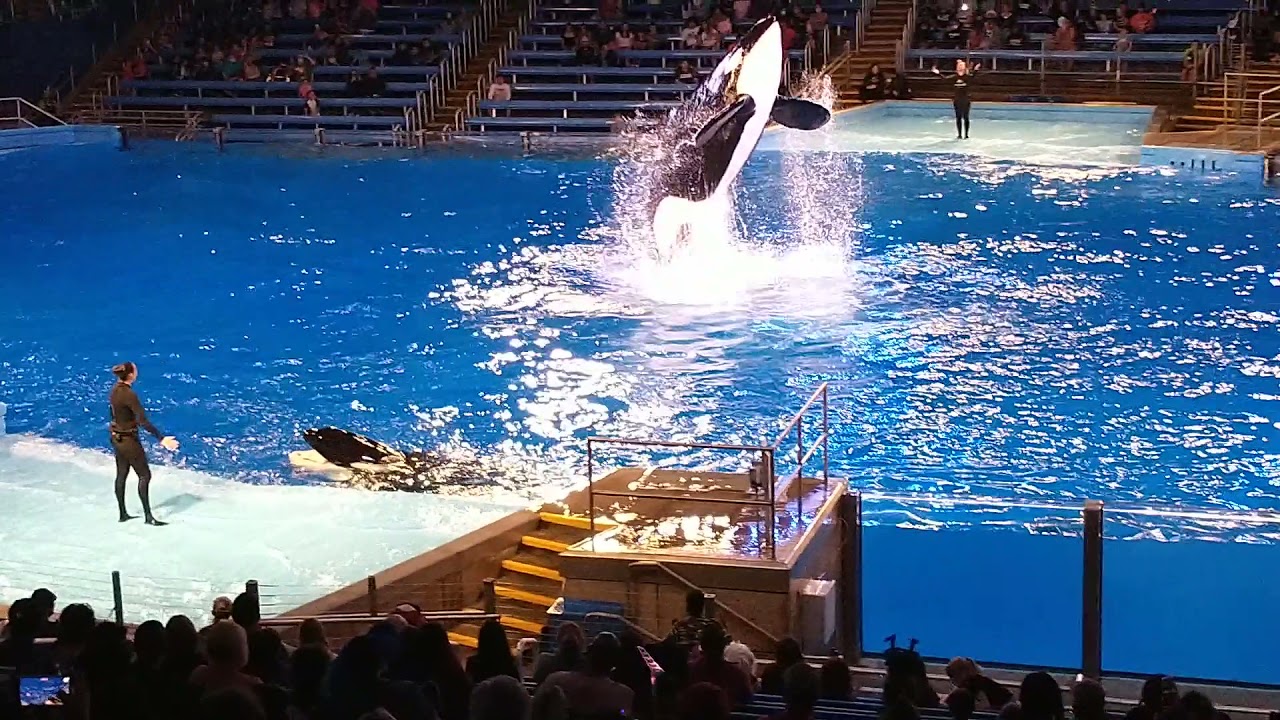 Orca show at Sea world San Antonio - YouTube