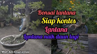 bonsai lantana siap kontes lantana naik daun lagi.