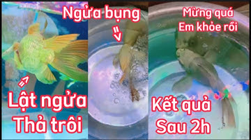 Trị Bệnh Ngửa Bụng Cho Cá Koi + Chép Sư Tử + Ranchu Hiệu Quả - Cứu Sống Thành Công Bé Cá Ngữa Bụng.