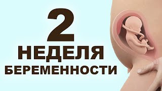 Что происходит с мамой и ребенком на 2 неделе беременности?