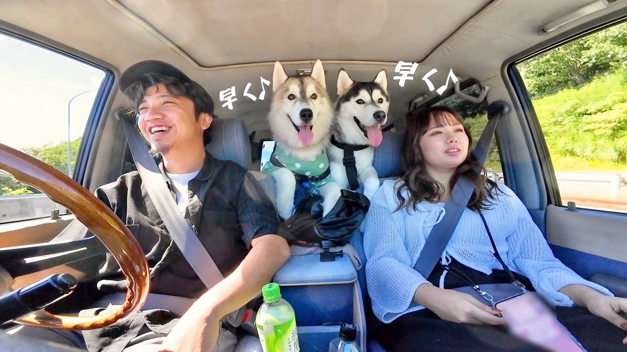 3 brothers] Husky brothers are excited and can't stop complaining