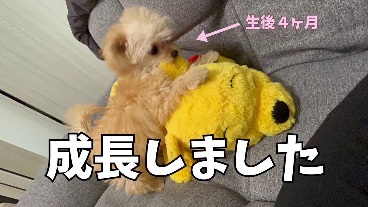 【チワプー】ハーフ犬お迎えしてから成犬まで