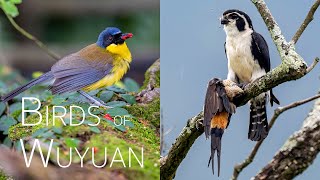 Discovering China's Most Mysterious Birds and the Panda-Faced Raptor | Birding in Wuyuan