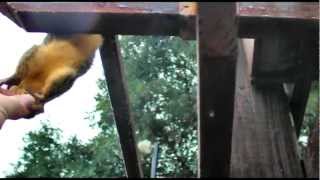Nibbler Squirrel Gets a Christmas Walnut