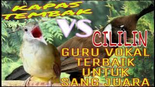 MASTERAN BURUNG KAPAS TEMBAK SAMBUNG CILILIN AUTO NEMBAK SADIS