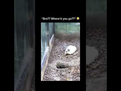 Subscribe For More Inspiring Content Unexpected Reaction Animalfriends