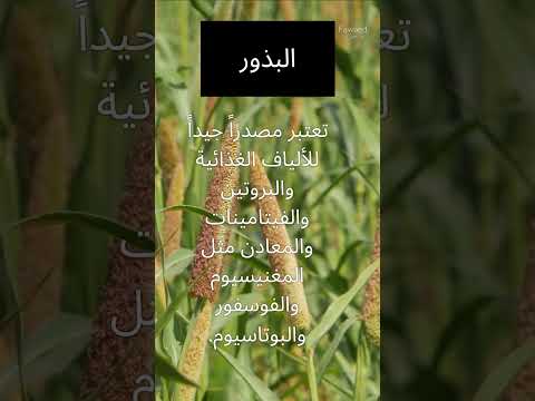 فوائد بذور الميليت الدخن