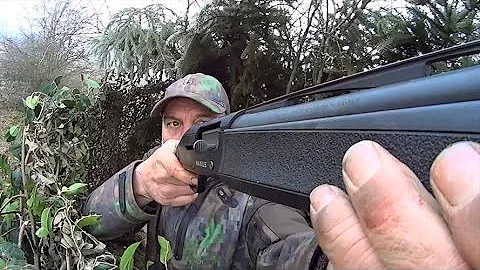 The Shooting Show - pigeons in the fog, and the Blaser R8
