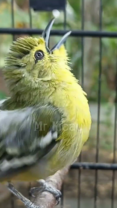 sirtu gacor full ngetir #sirtugacor #sirtunyiul #sirtu