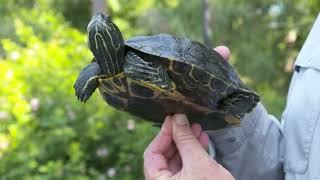 Yellowbellied slider vs. redeared slider (from 'Lowcountry Turtles')