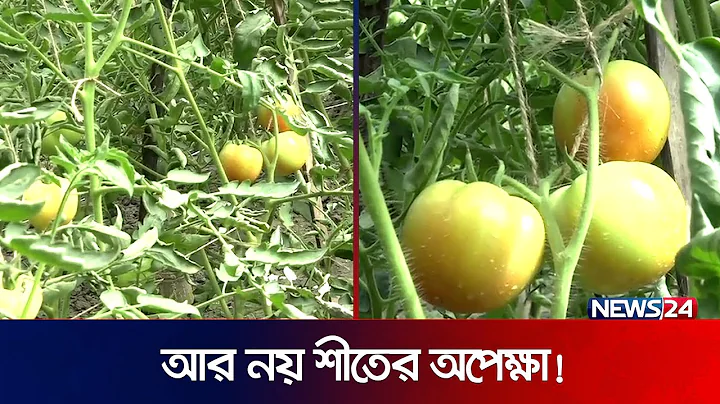 ১২ মাসই চাষ করা যায় বারি-৮ টমেটো! | Tomato Farming | News24