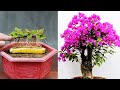 Growing bougainvillea by cutting branches with bananas helps us to have beautiful flower pots