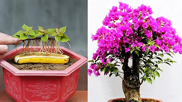 Growing Bougainvillea By Cutting Branches With Bananas Helps Us To Have Beautiful Flower Pots