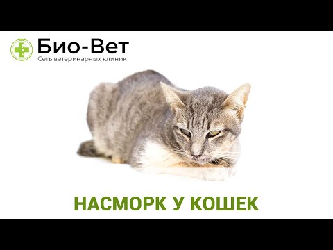 Насморк у кошек 😿// Причины и Лечение // Сеть Ветклиник Био-Вет